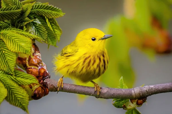 A closeup shot of a yellow bird perched on a branch