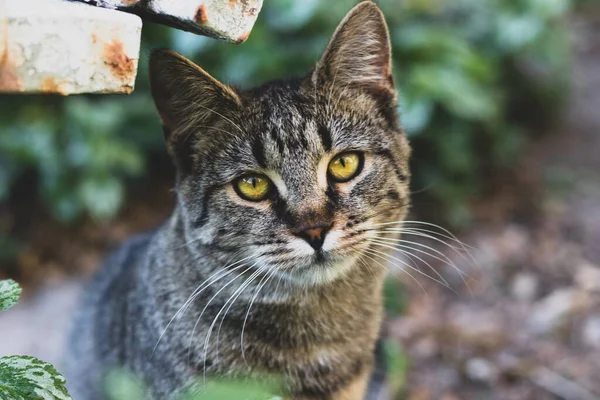 정원에 줄무늬 고양이의 사진입니다 — 스톡 사진