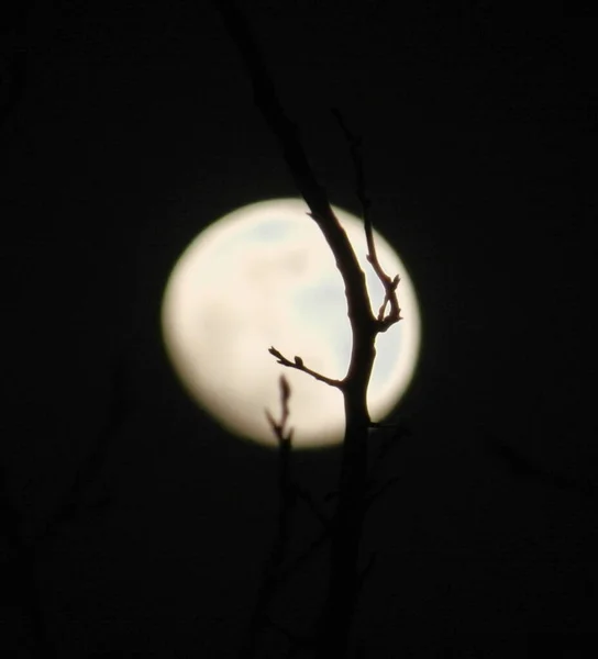 Vertical Shot Full Moon Tree Branches Foreground — Stock Photo, Image