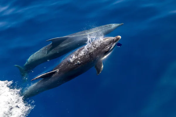 Zbliżenie Ujęcia Pięknych Delfinów — Zdjęcie stockowe