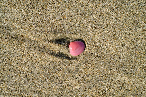 Closeup Pink Shell Beach Sunlight Costa Rica — 图库照片