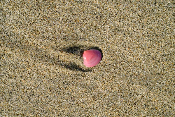 Gros Plan Une Coquille Rose Sur Une Plage Sous Lumière — Photo