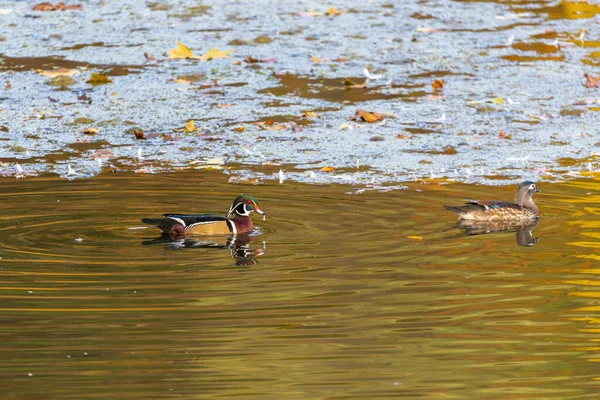 Two Wood Ducks Swimming Pond Lake — Stock Photo, Image