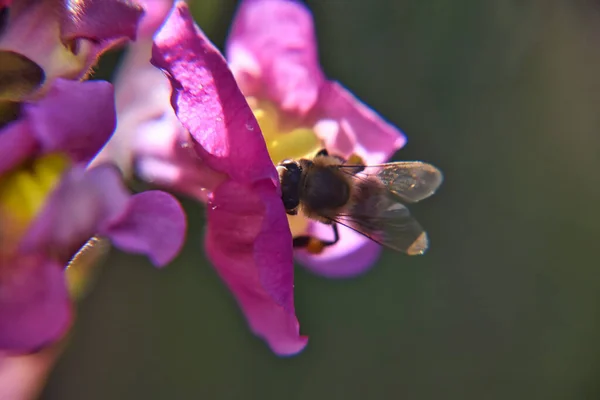 Une Abeille Recueillant Pollen Une Fleur Rose — Photo