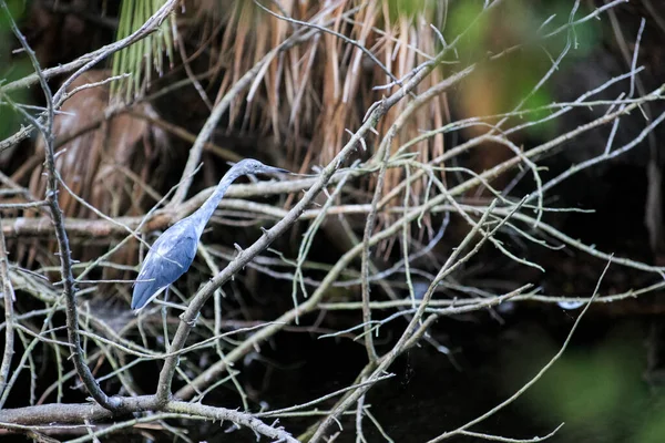 Primer Plano Una Garza Azul Posada Una Rama Árbol Isla — Foto de Stock