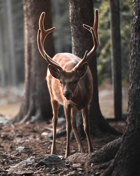 Tiro Vertical Veado Sika Uma Floresta Durante Dia — Fotografia de Stock