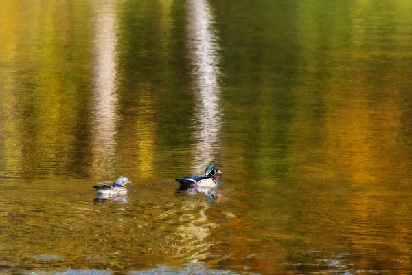 Dois Patos Madeira Nadando Uma Lagoa Lago — Fotografia de Stock