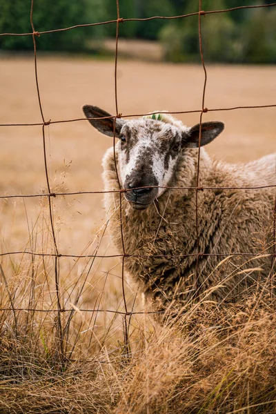 Tagsüber Ein Schaf Auf Dem Hof — Stockfoto