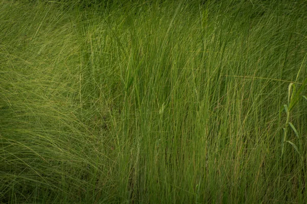 Ein Schöner Blick Auf Ein Feld Mit Grünem Gras — Stockfoto