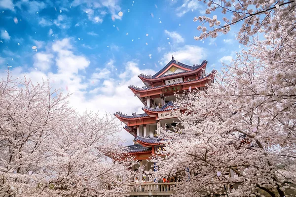 Wuxi China Apr 2019 중국의 우시에 벚꽃으로 둘러싸인 공원의 — 스톡 사진