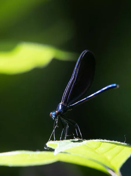 Vertical Selective Focus Shot Dragonfly Plant — Stock Photo, Image