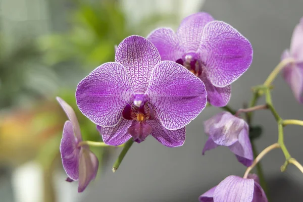 Красивые Фиолетовые Орхидеи Цветут Саду — стоковое фото