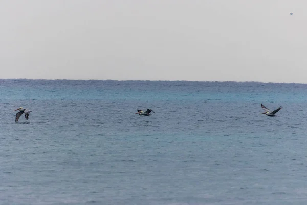 海を飛んでいる3人のペリカンと背景に見える無限の地平線 — ストック写真