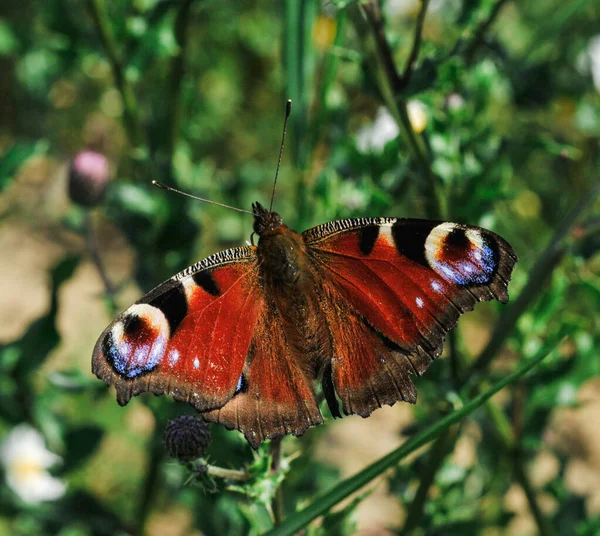 Gros Plan Papillon Paon Sur Des Fleurs Chardon — Photo