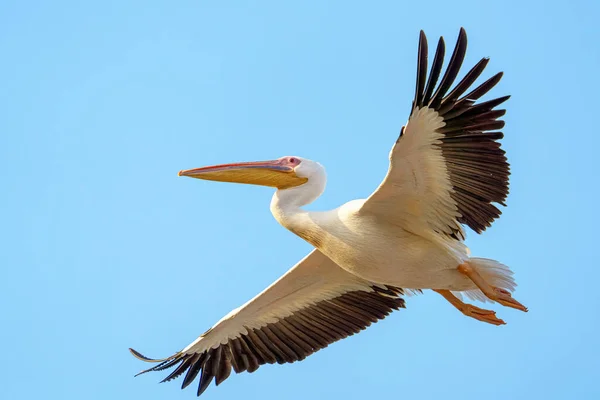 Ein Pelikan Fliegt Den Blauen Himmel — Stockfoto