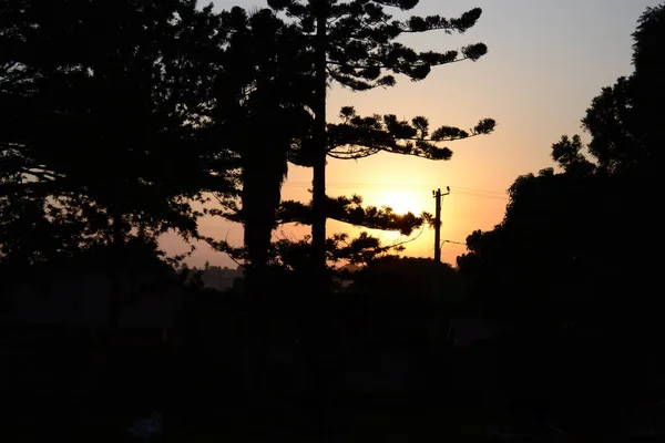 Les Silhouettes Des Arbres Contre Coucher Soleil — Photo