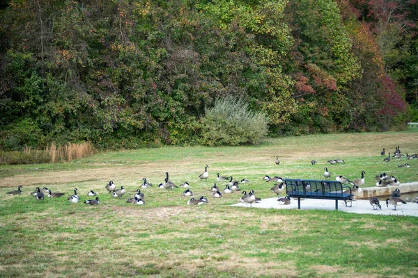 Eine Gruppe Kanadischer Gänse Einem Grünen Park — Stockfoto