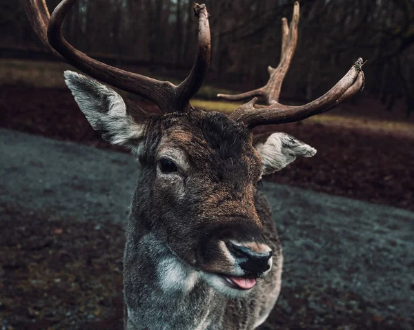 Closeup Shot Young Deer Forest — Stock Photo, Image