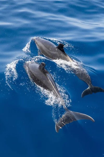 Gros Plan Beaux Dauphins — Photo