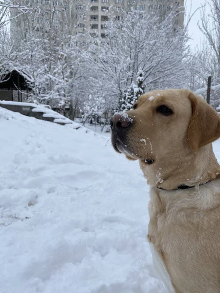 Een Witte Hond Het Besneeuwde Park — Stockfoto