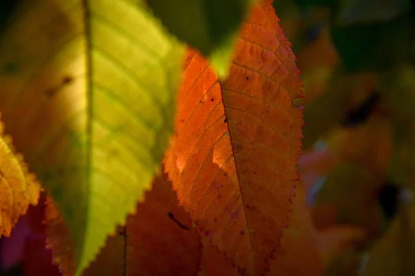 美しい紅葉のクローズアップ — ストック写真