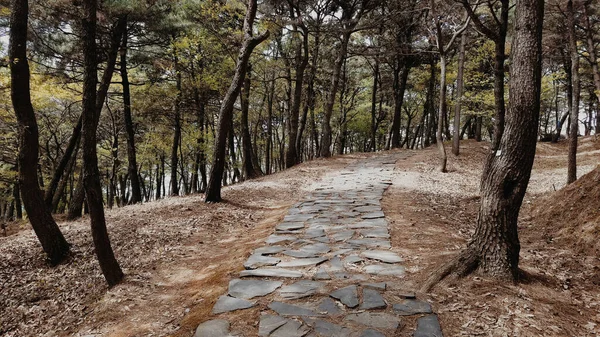 Uma Trilha Pedra Caminhando Através Parque Vazio — Fotografia de Stock