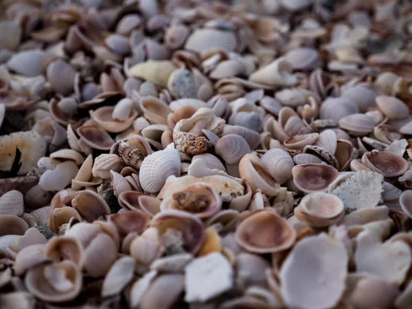 Eine Nahaufnahme Von Vielen Muscheln Strand — Stockfoto