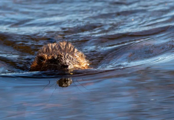 Eine Schöne Bisamratte Die Einem Sonnigen Tag Wasser Schwimmt — Stockfoto