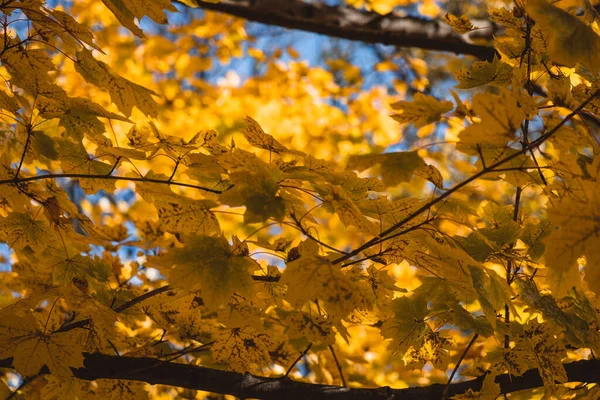 Una Vista Las Hojas Amarillas Árbol —  Fotos de Stock