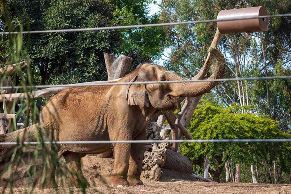 Большой Слон Огороженной Зоне Зоопарка Солнечным Светом — стоковое фото