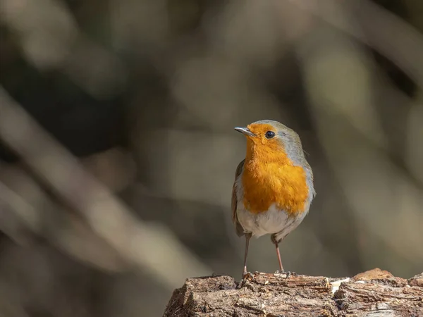 Звалищі Сиділа Зграя Вільшанки Erithacus Rubecula Ньюкасл Апон Тайн Англія — стокове фото