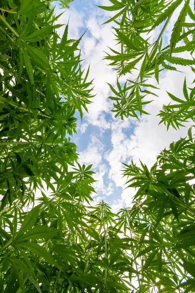 Low Angle Shot Green Cannabis Plants Growing Field — Stock Photo, Image