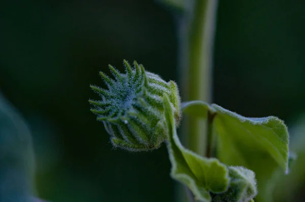 Eine Nahaufnahme Einer Samtblatt Pflanze Abutilon Theophrasti Einem Garten — Stockfoto