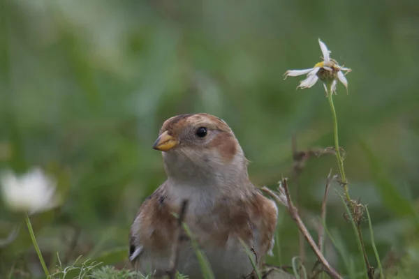 Closeup Shot Bird Grass Daytime — Stock Photo, Image