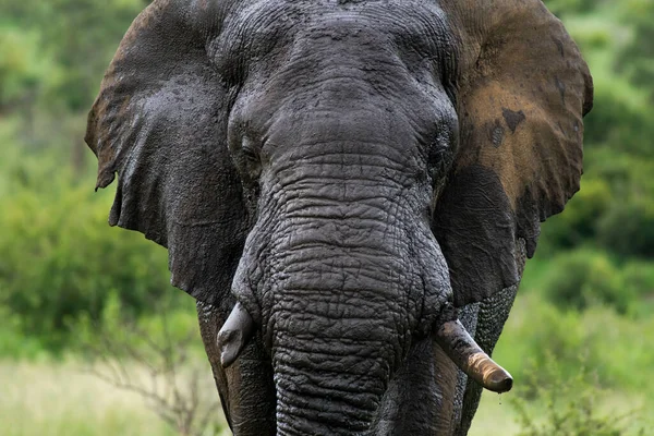 Porträt Eines Elefanten Mit Gebrochenem Stoßzahn — Stockfoto