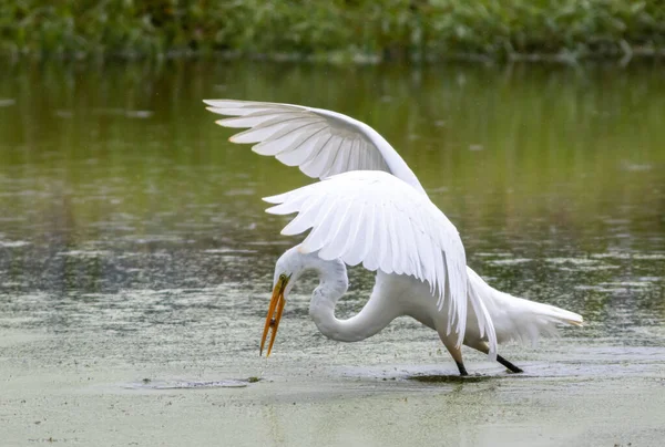 Side View Lovely White Great Egret Bird Catching Fish Shallow — 图库照片