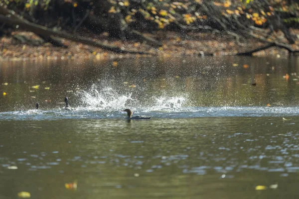 Common Merganser Swimming Front Splashing Ducks — Stockfoto