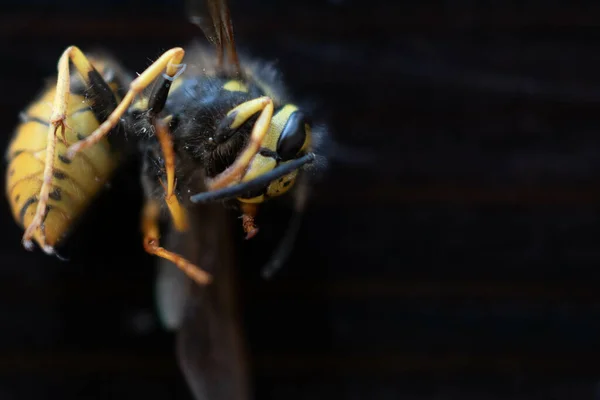 Closeup Shot Bee Black Background — Stock Photo, Image