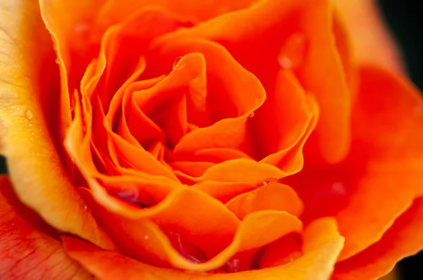 Selectivo Una Elegante Rosa Jardín —  Fotos de Stock