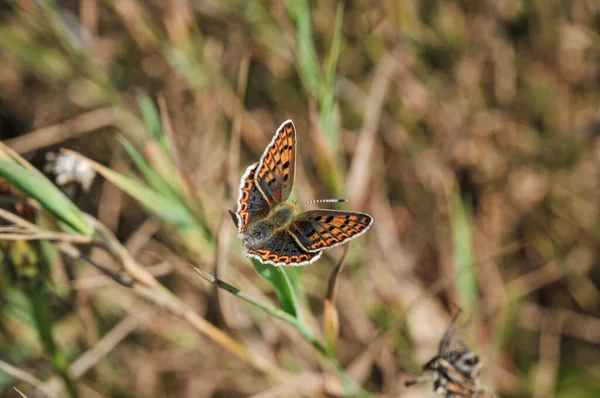 Primer Plano Una Mariposa Sobre Plantas Secas —  Fotos de Stock