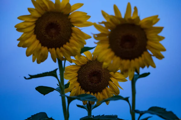 Primer Plano Los Girasoles Noche — Foto de Stock