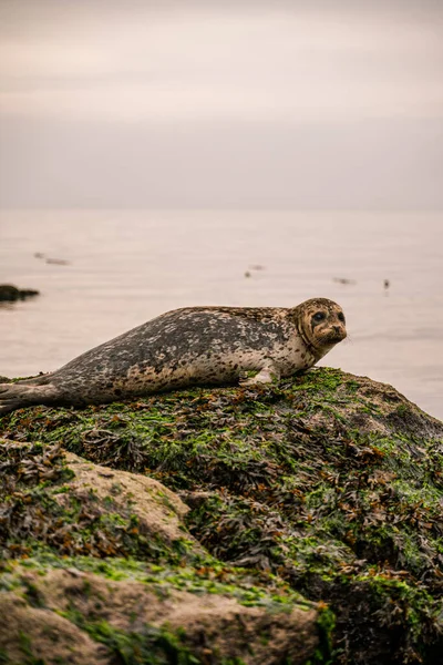 Eine Vertikale Aufnahme Einer Hafenrobbe Meer — Stockfoto