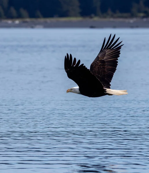Захватывающий Дух Снимок Лысого Орла Летящего Над Озером Днем — стоковое фото