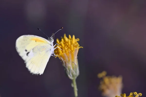 蝴蝶的浅焦点一种白色蝴蝶对黄色的贝比亚花的浅浅的焦点 — 图库照片