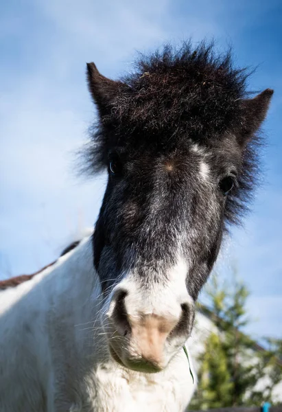 Vertical Shot Black White Horse Looking Cameraman — Stock Photo, Image