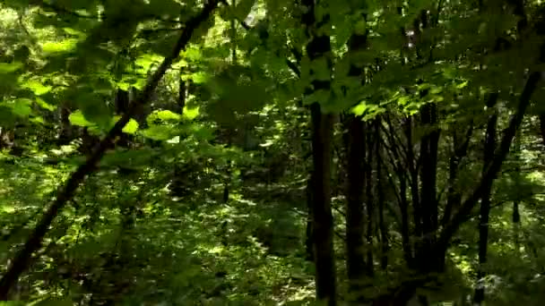 深い森の中へ — ストック動画