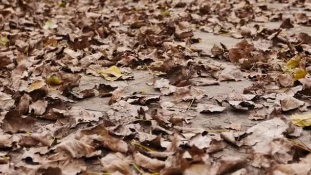 Een Landschap Van Een Herfst Woud Met Gele Loof — Stockvideo