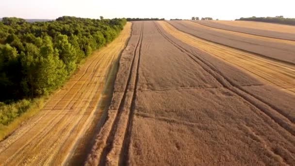 Belle prise de vue d'une machine de récolte dans un champ de blé avec un ciel bleu clair en arrière-plan — Video