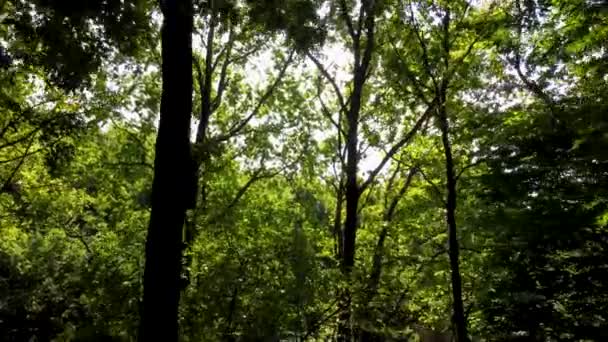 Δρόμος Στο Βαθύ Δάσος — Αρχείο Βίντεο