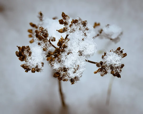 Nahaufnahme Einer Trockenen Pflanze Unter Dem Schnee — Stockfoto